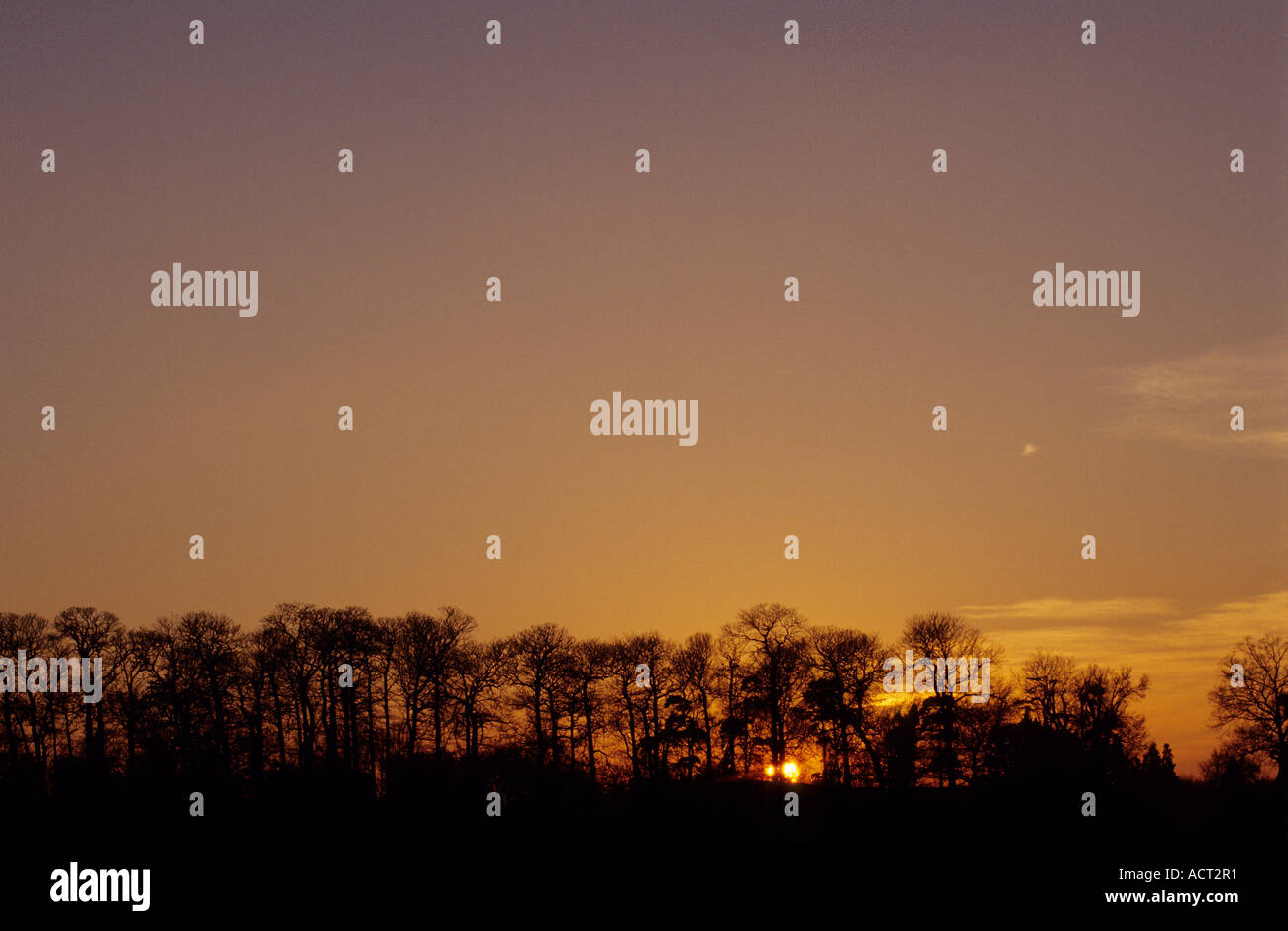Tramonto dietro i boschi Kent Foto Stock
