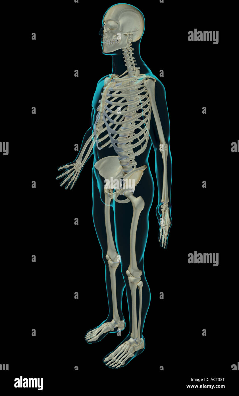 Il sistema scheletrico Foto Stock