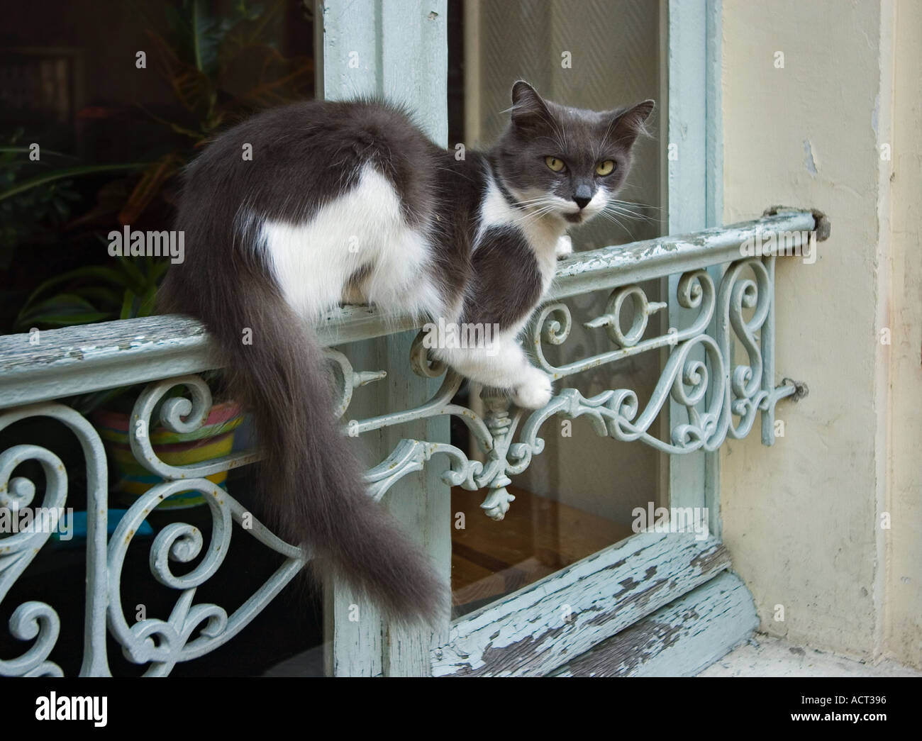 Gatto seduto sul ferro battuto la decorazione di un telaio di finestra o davanzale Foto Stock