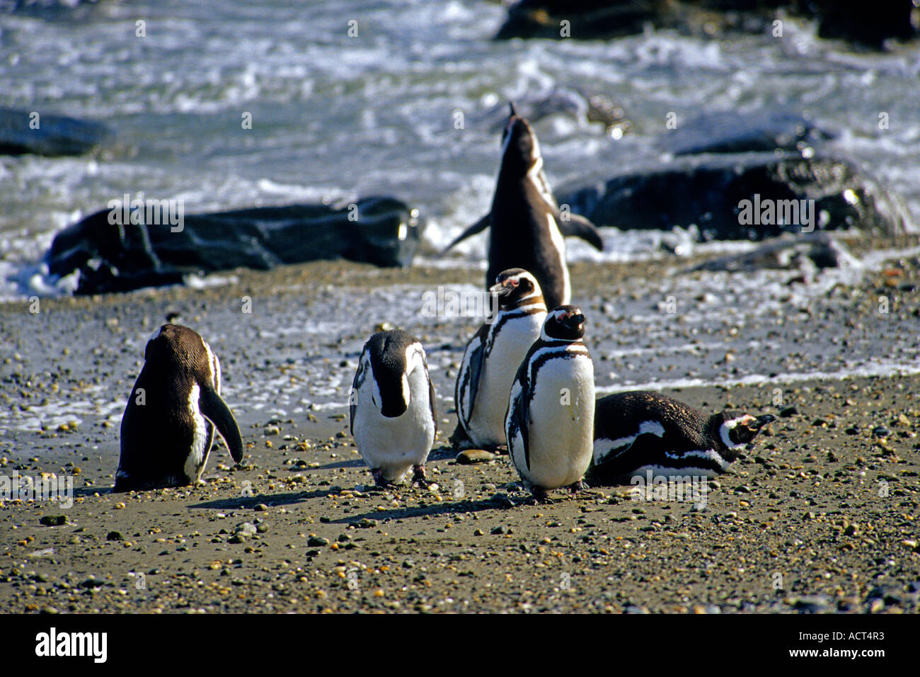 Magellanic Penguin, Spheniscus magellanicus, Seno Otway area di allevamento, Patagonia, Cile Foto Stock