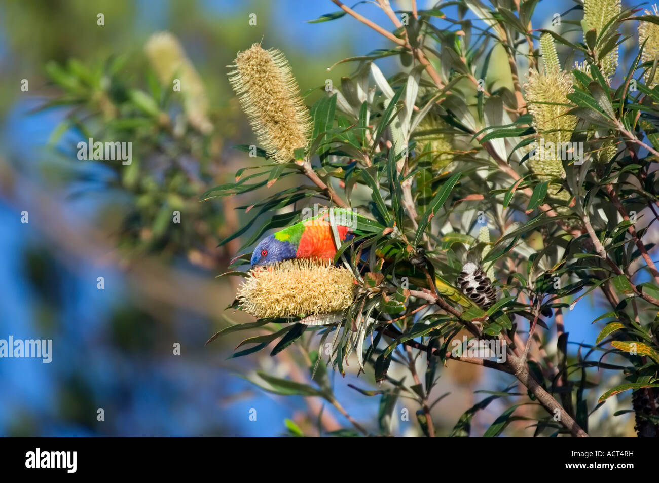 Un arcobaleno lorikeet è mangiare da un grande fiore banksia Foto Stock