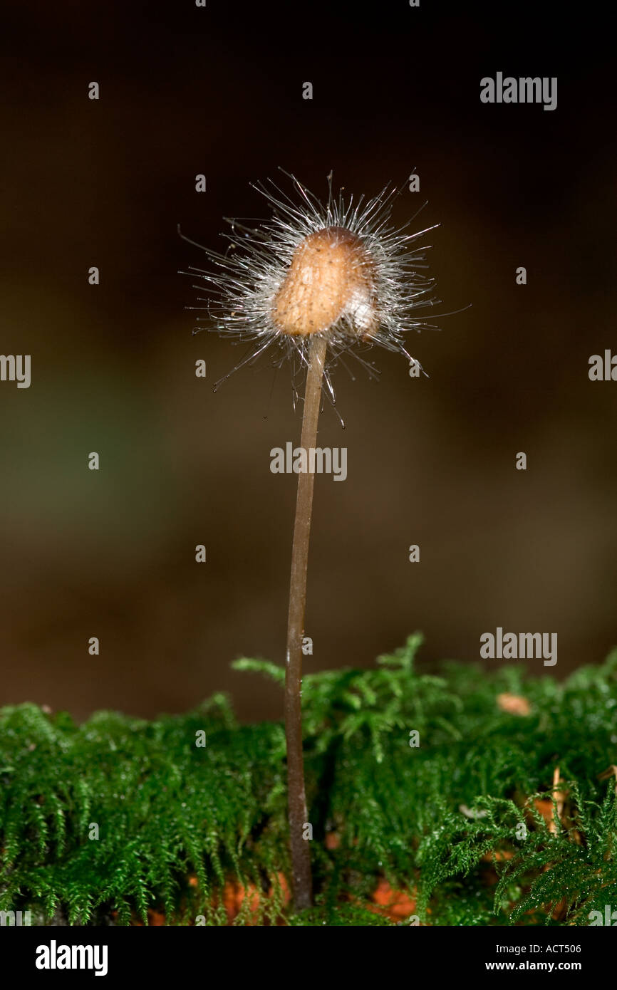 Stampo cofano Spinellus fusiger cresce su un Mycena Foto Stock