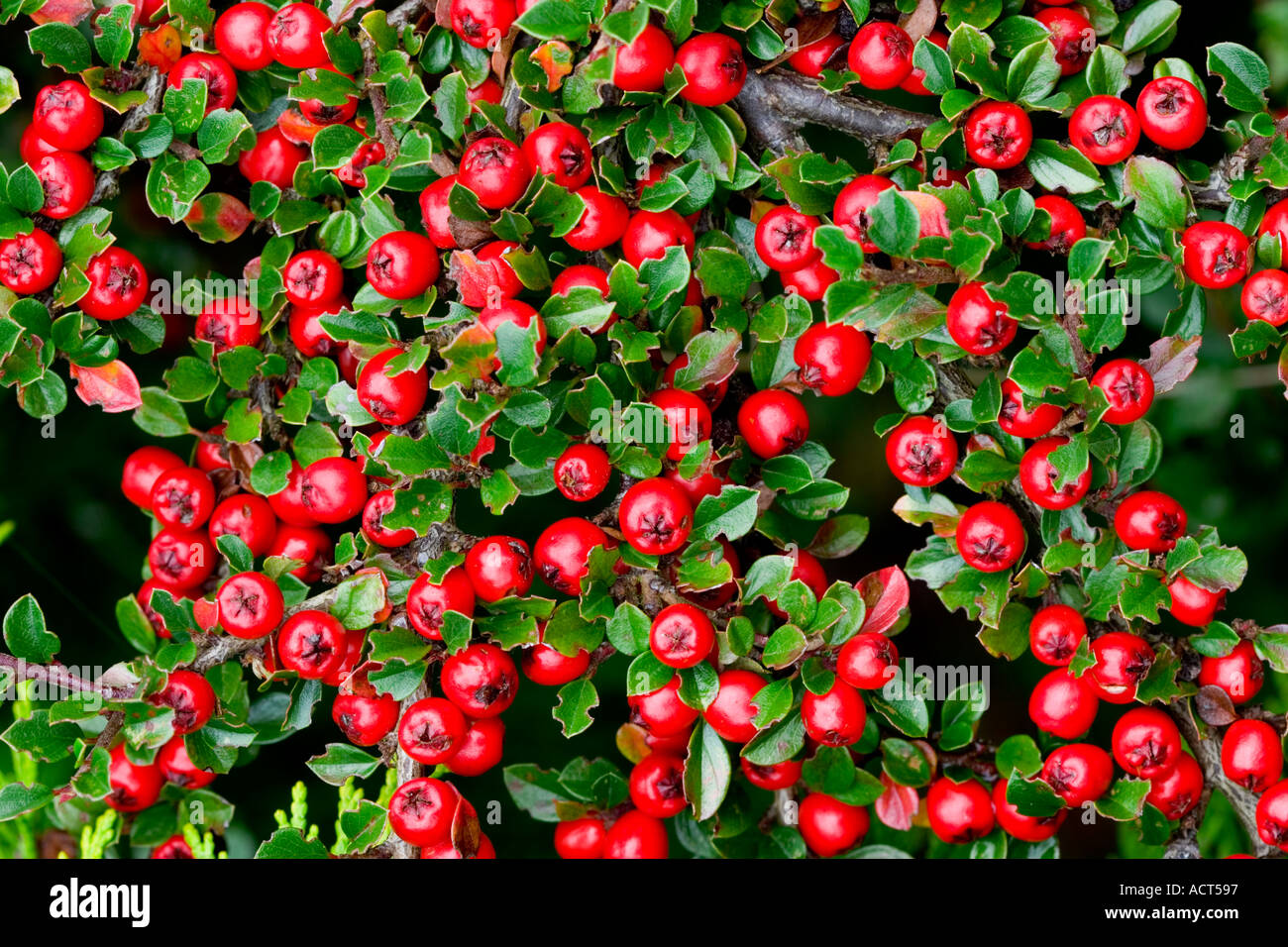 Cotoneaster bacche vista ravvicinata che cresce in giardino potton bedfordshire Foto Stock