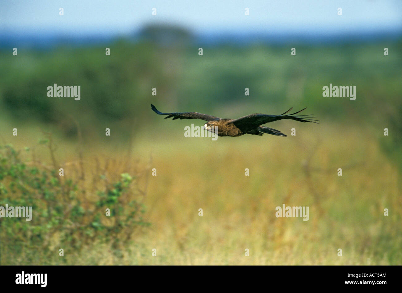 Lesser Spotted Eagle in volo sopra la prateria Mpumalanga in Sudafrica Foto Stock