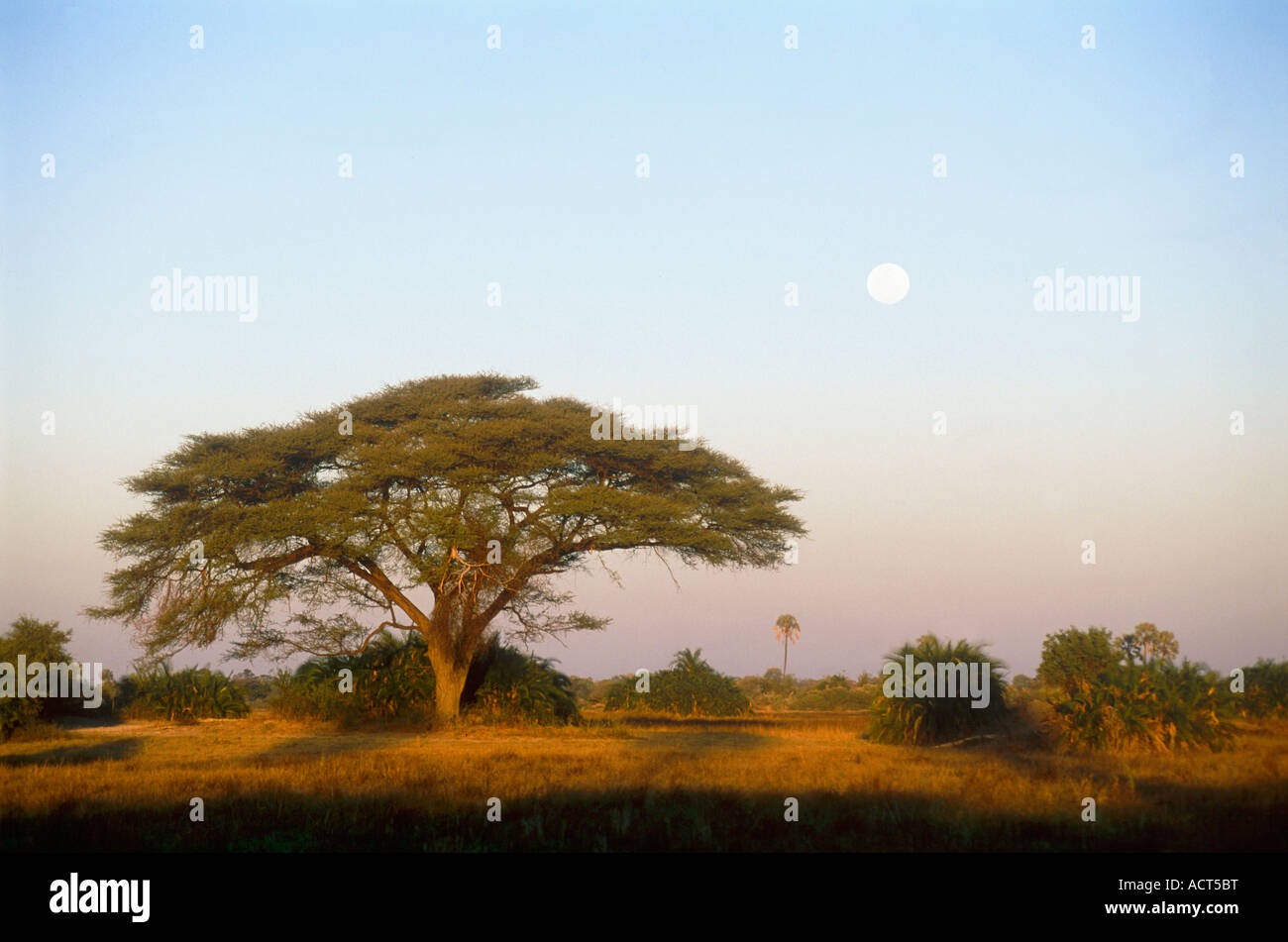 Un ombrello thorn tree Acacia tortilis e la luna piena in ore diurne Mombo Okavango Delta Botswana Foto Stock