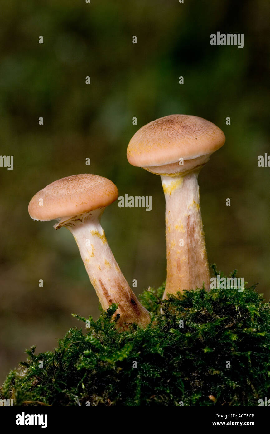 Il miele fungo Armillaria mellea coppia crescente sul registro di muschio con bella fuori fuoco sfondo potton bedfordshire Foto Stock