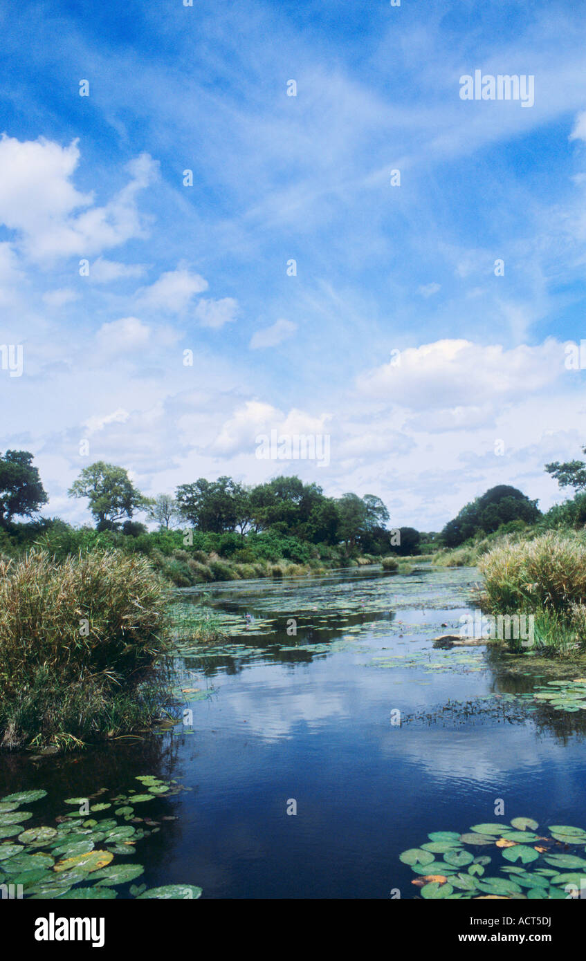 Un viale alberato il letto del fiume con waterlillies riflette un cielo nuvoloso Nwanetzi la regione del Parco Nazionale di Kruger Foto Stock