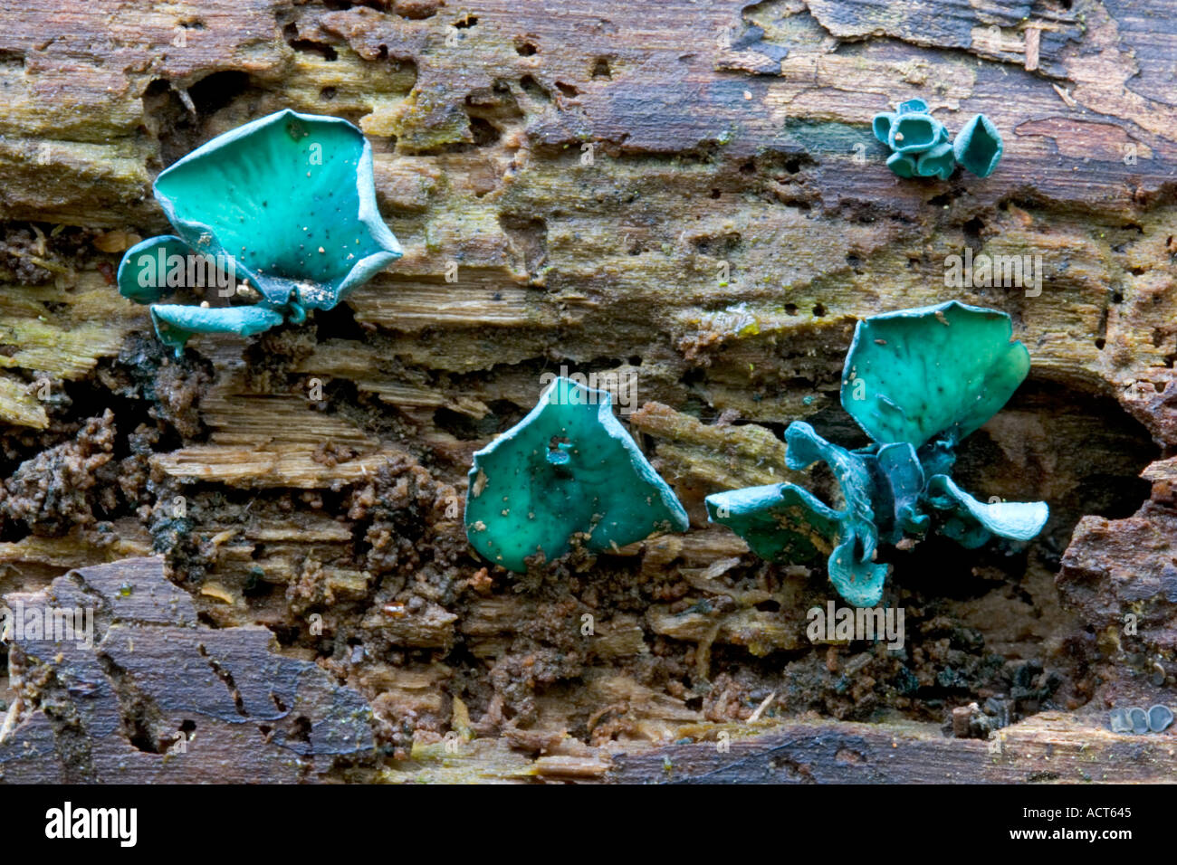 Green Elfcup Chlorociboria aeruginascens close up della vista di dettaglio crescente sul registro morto legno potton bedfordshire Foto Stock