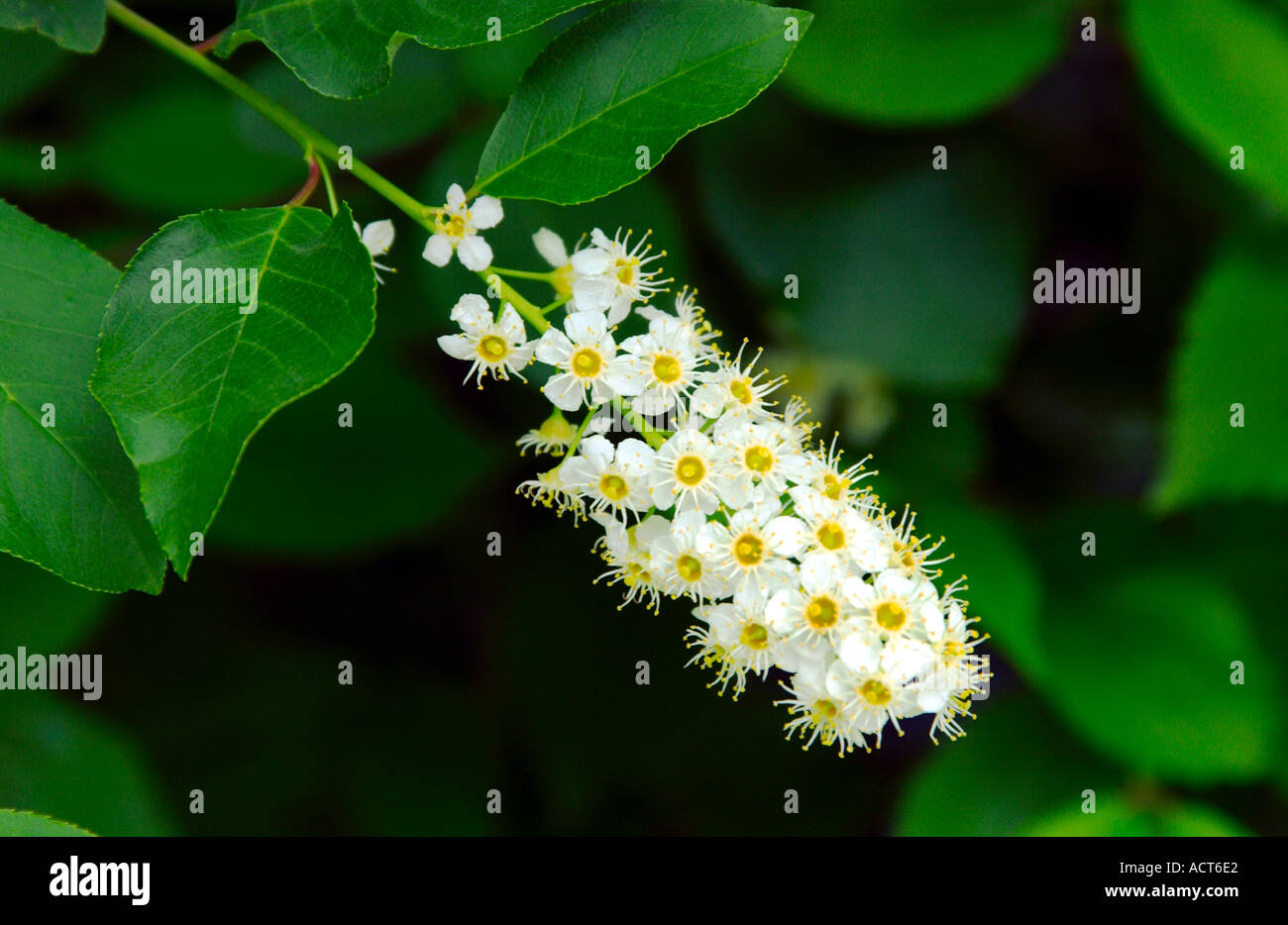 Fiori di colore bianco della strozzatura ciliegio Prunus virginiana Foto Stock