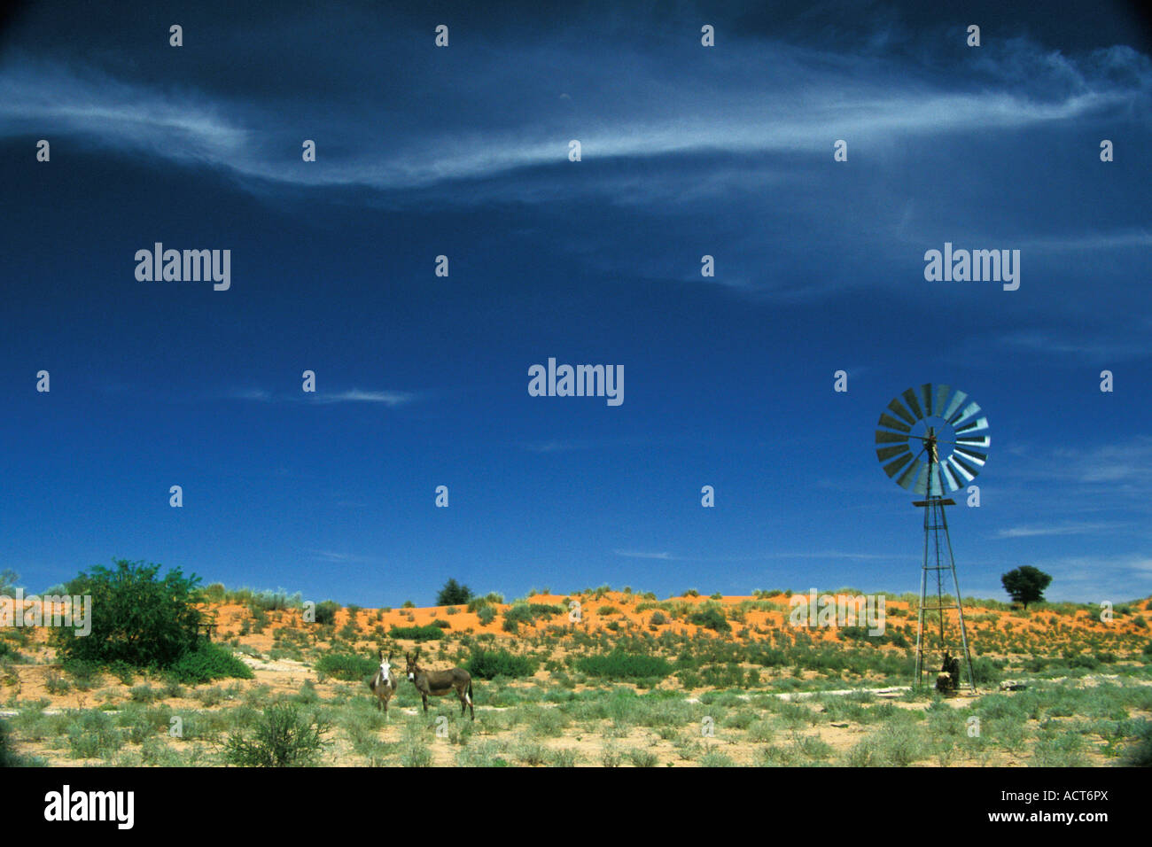 Vista su semi arido paesaggio con un mulino a vento e due asini Molopo regione Northern Cape Sud Africa Foto Stock