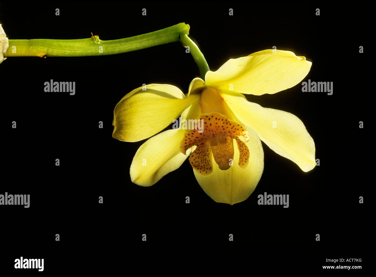 Un unico colore giallo pallido fioritura di orchidee backlit contro uno sfondo nero in Sud Africa Foto Stock