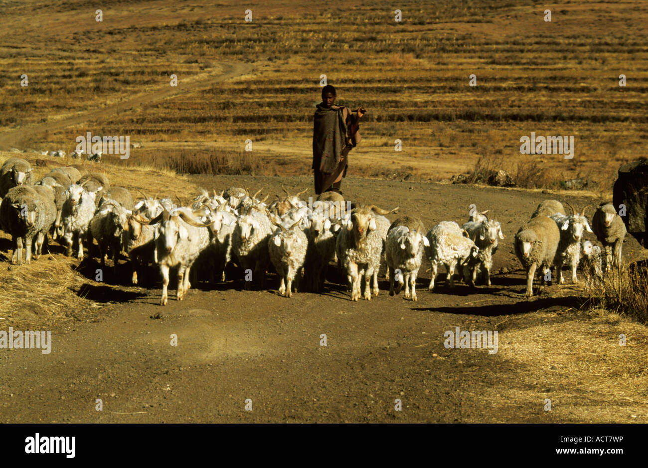 Testa sulla vista del Pastore che conduce il suo gregge giù per una strada polverosa in un secco e arido ambiente Lesotho Foto Stock