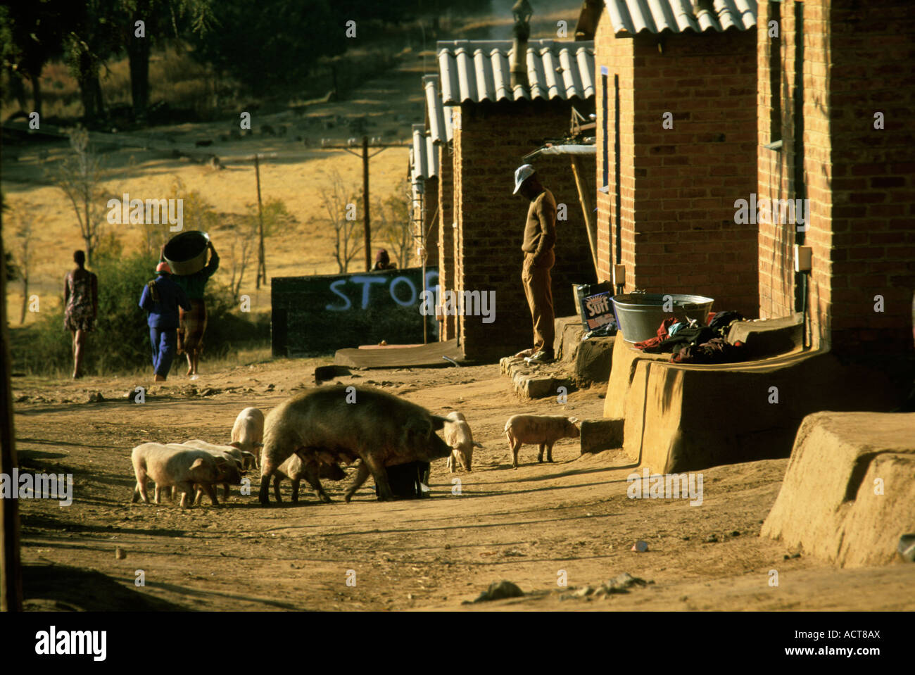 Un rurale scena raffigurante animali domestici al di fuori di una fila di mattoni identici e stagno con soffitto basso costo case Sud Africa Foto Stock