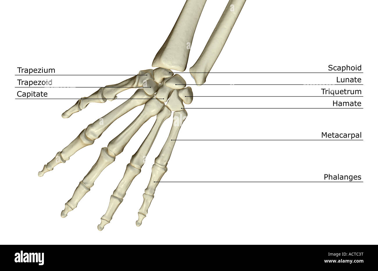 Le ossa della mano Foto Stock