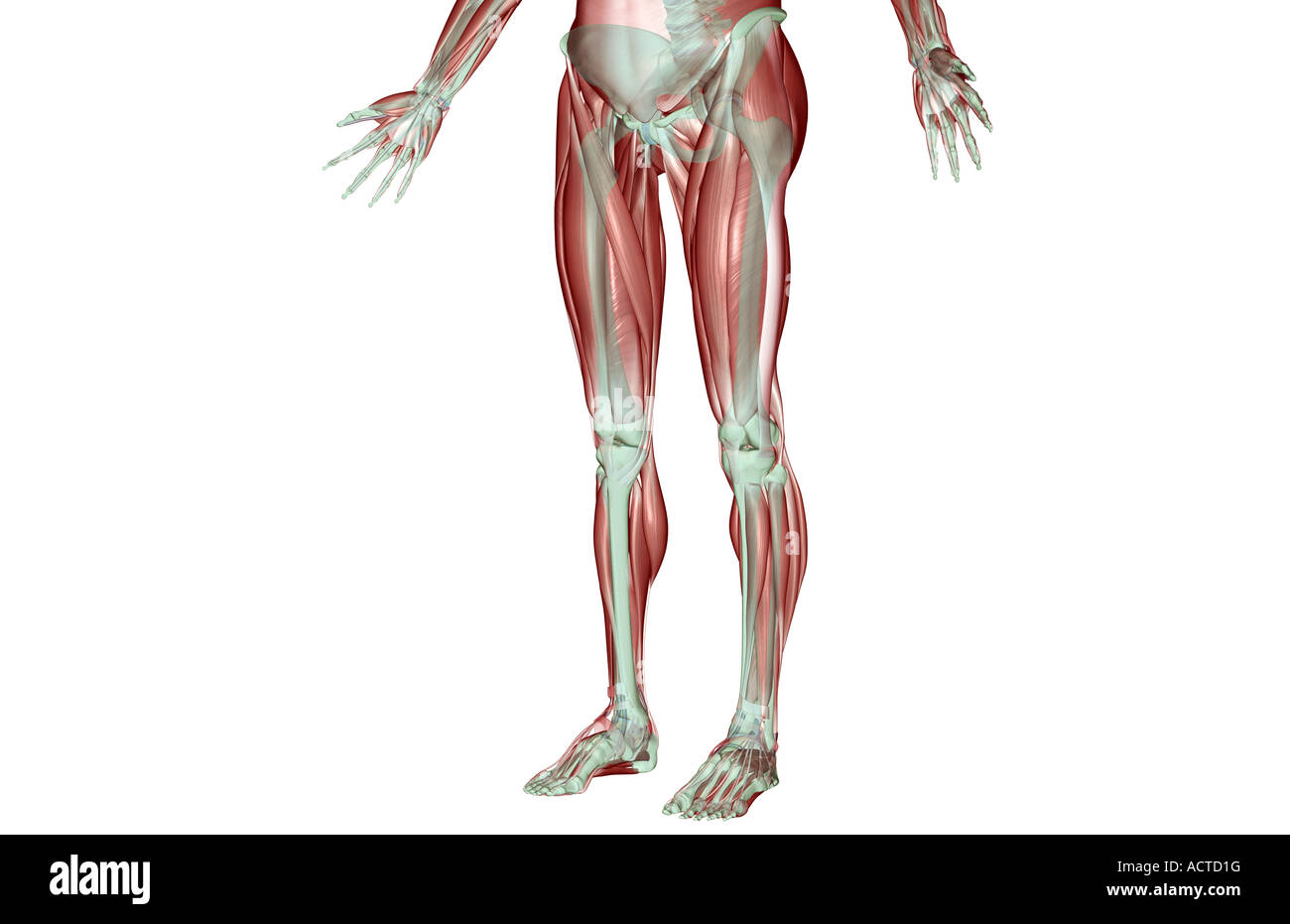 Il musculoskeleton del corpo inferiore Foto Stock