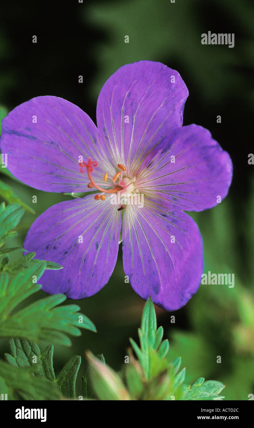 Giardini Botanici Inghilterra Hardy Geranio Johnson s blu Foto Stock