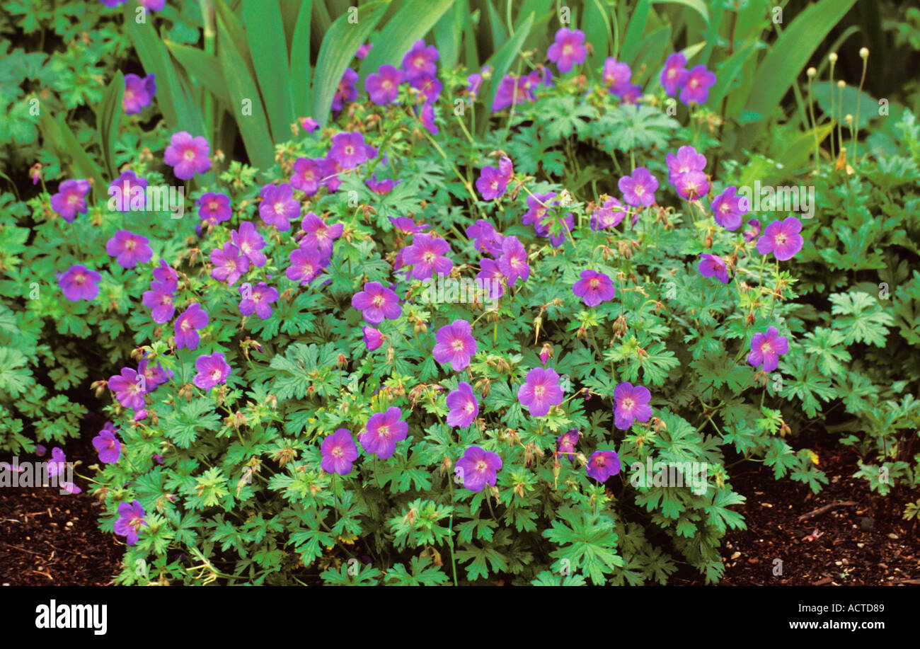 Giardini Botanici Inghilterra Hardy Geranio Johnson s blu Foto Stock