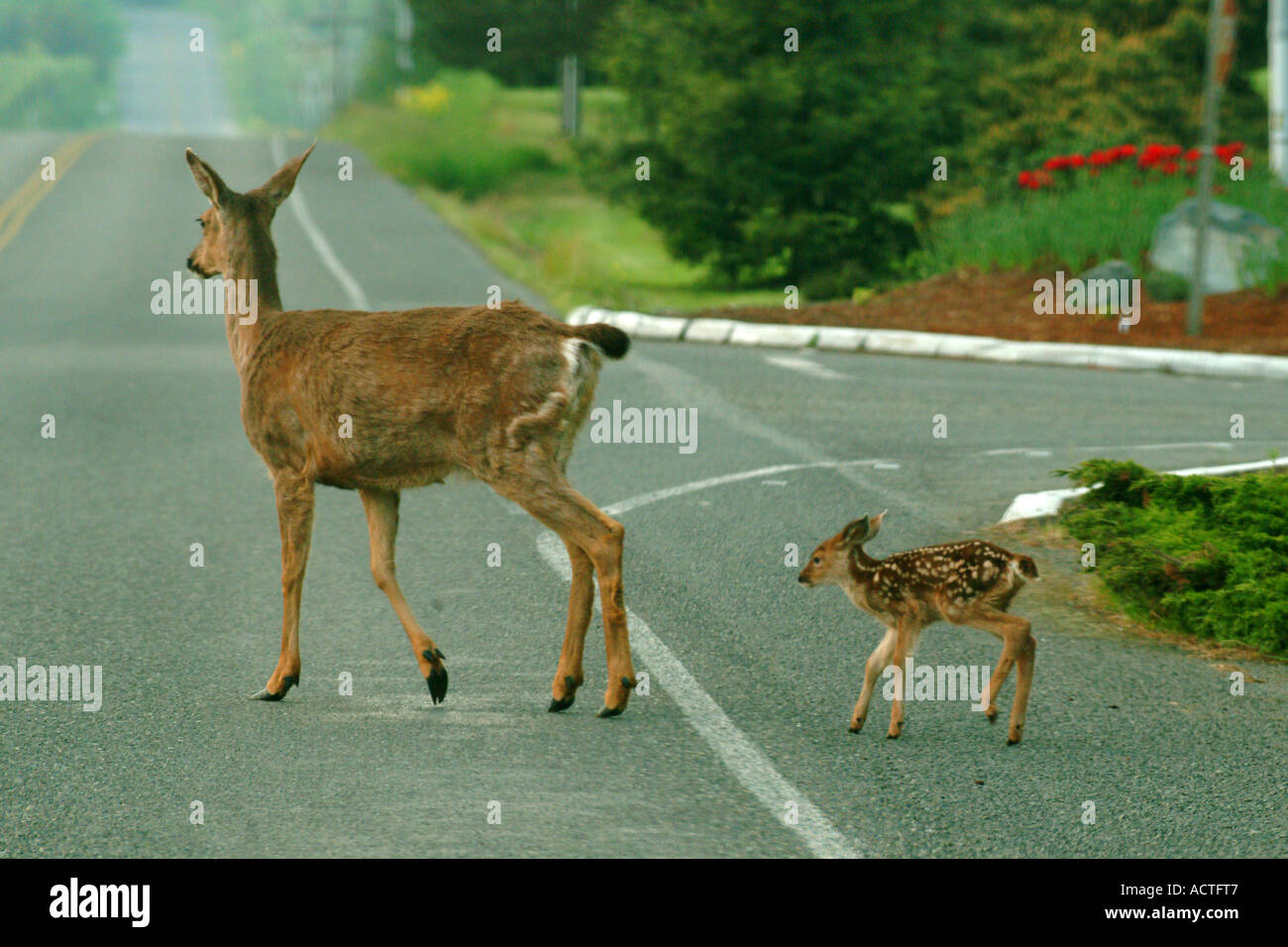 Doe e fulvo cervo mulo strada di attraversamento Foto Stock