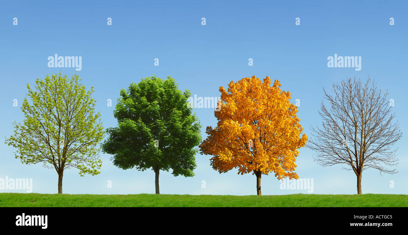 Albero 4 stagioni Baum 4 Jahreszeiten Foto Stock