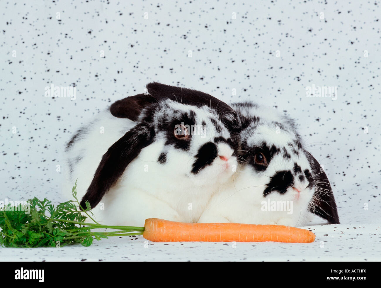 Lop eared conigli con la carota Widderkaninchen mit innen Moehre Studio indoor Foto Stock