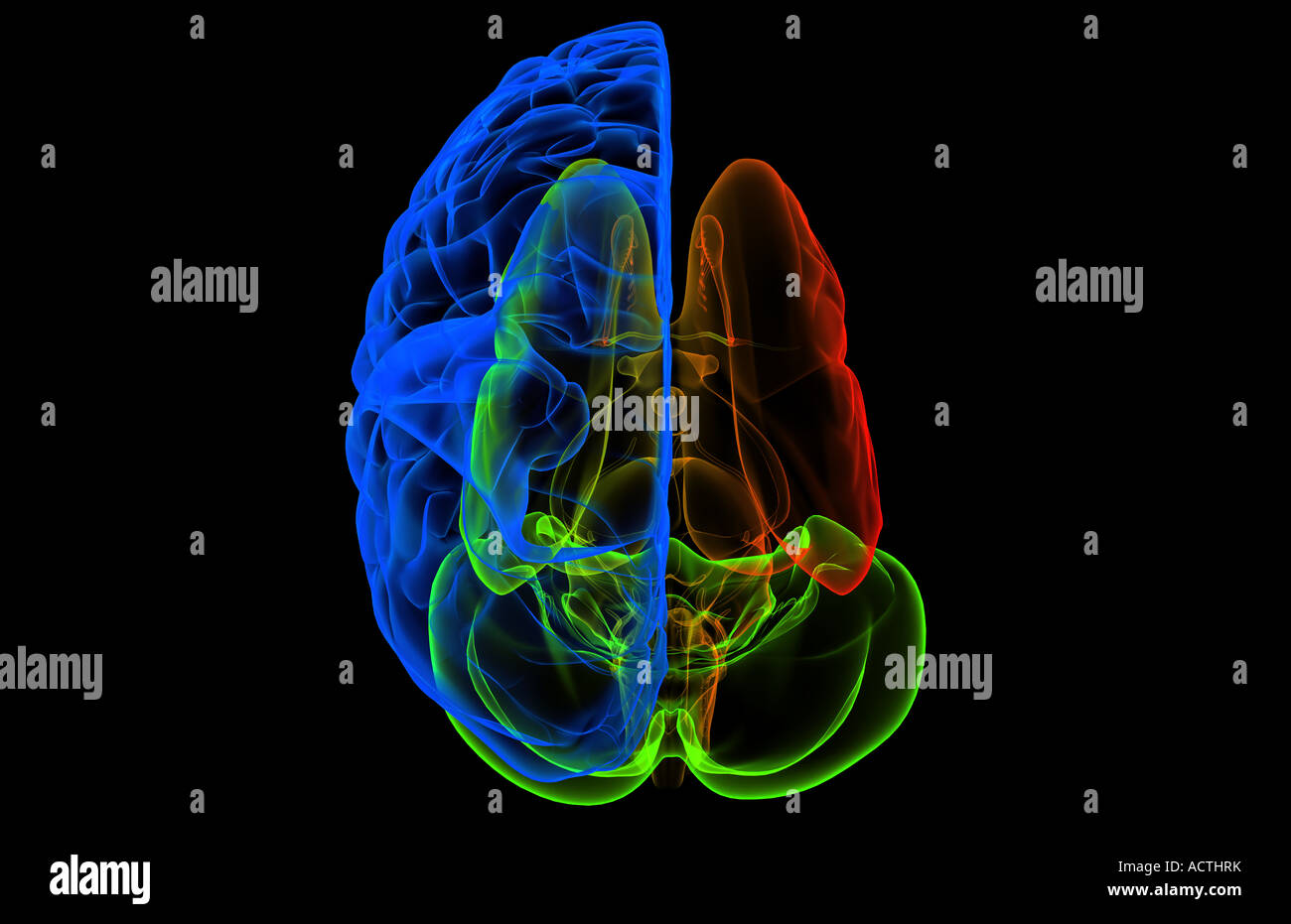 I nuclei cerebrali Foto Stock