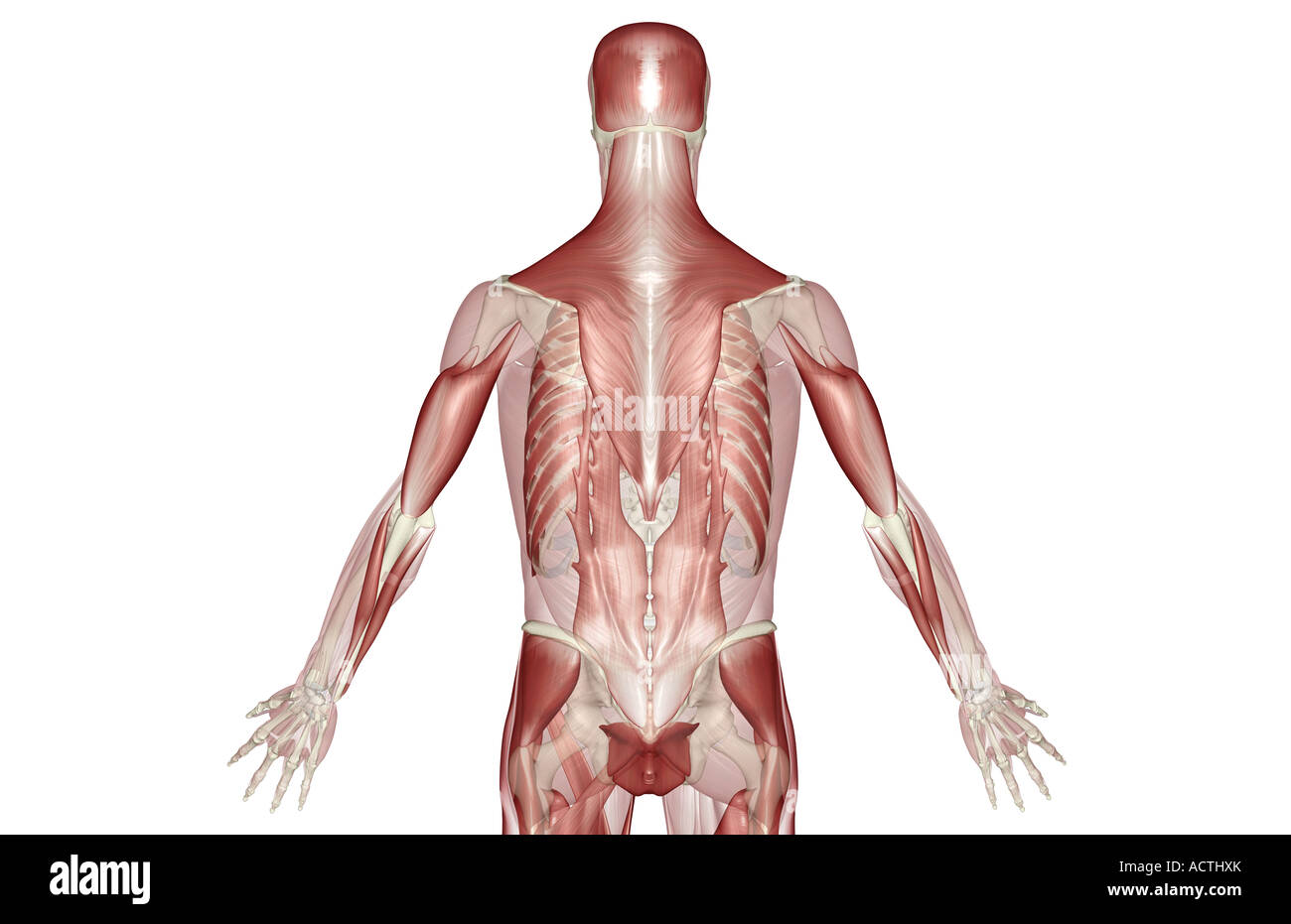 Muscoli della schiena Foto Stock