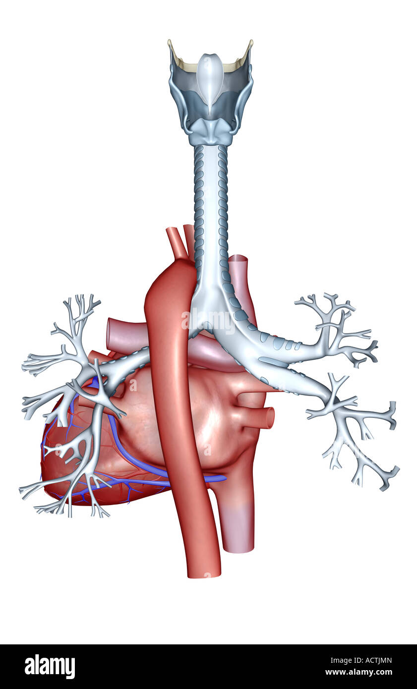 Il cuore Foto Stock