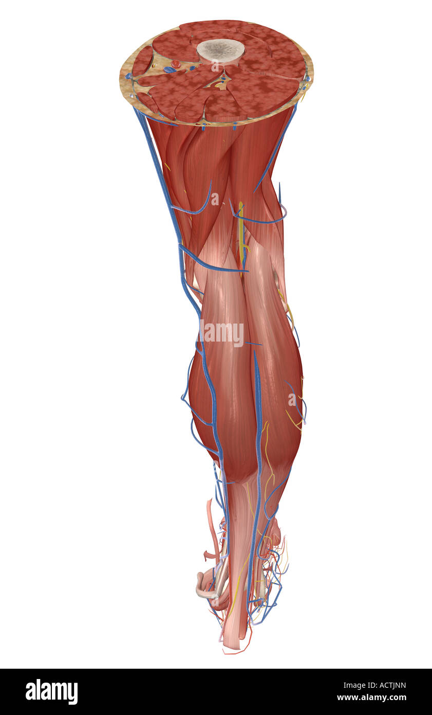 Sezione trasversale della gamba Foto Stock