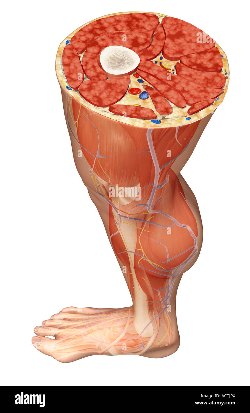 La sezione trasversale della parte superiore della gamba Foto Stock