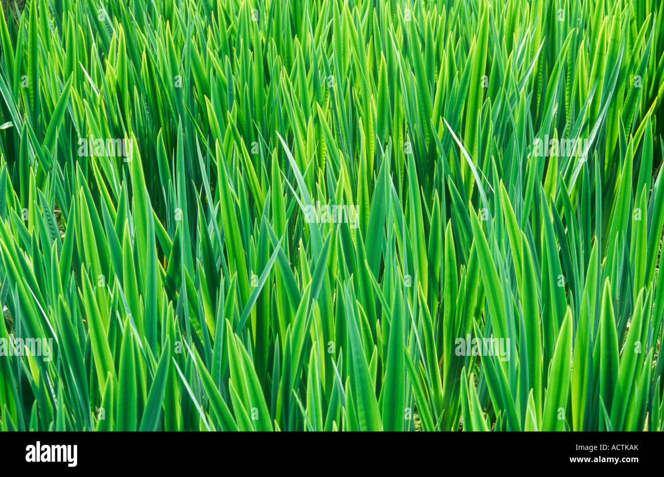 Close up di massa di fresco con retroilluminazione verde e giallo germogli e foglie di giallo o iris Iris pseudacorus Foto Stock