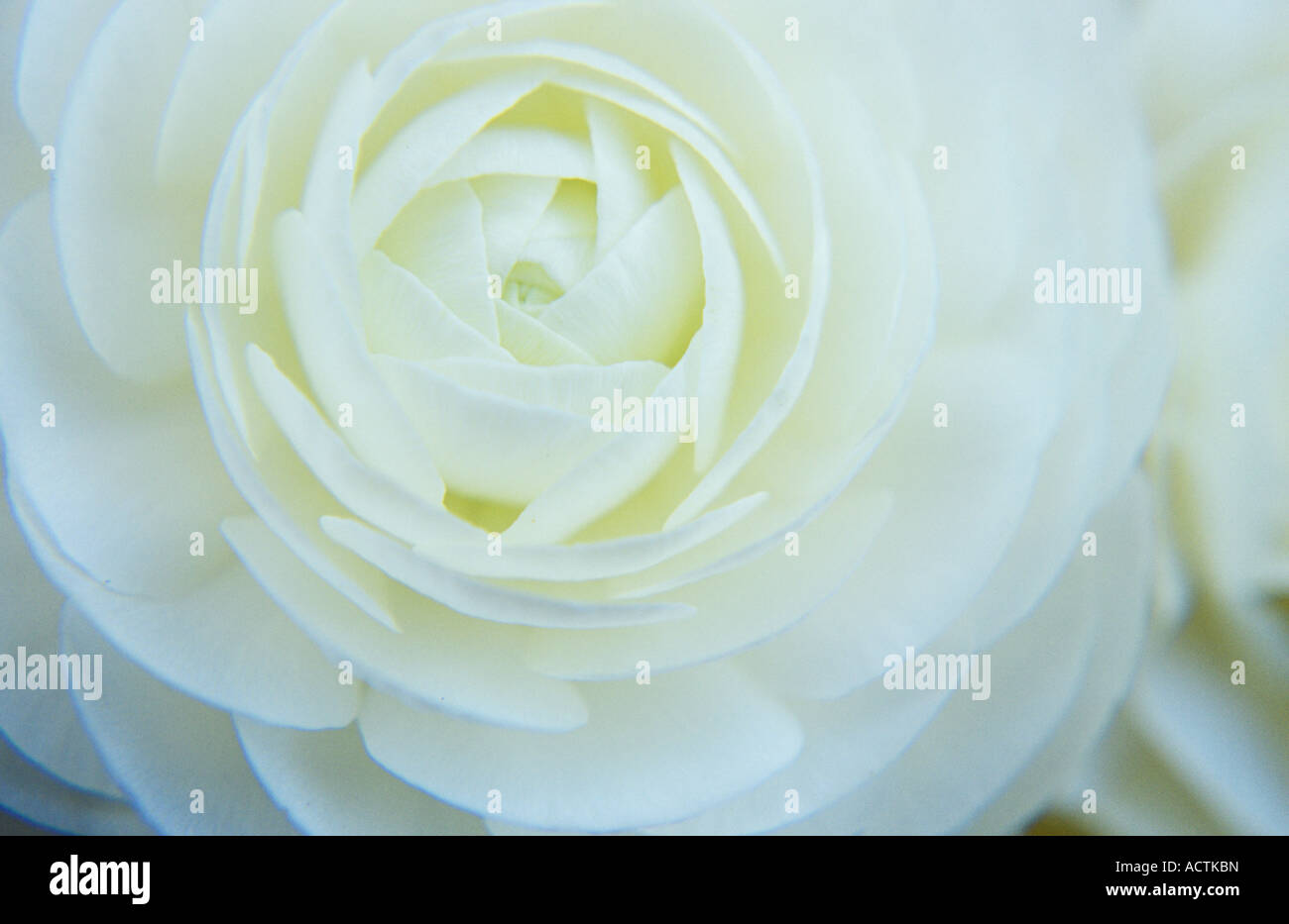 Close up di puro bianco multi-layered flowerhead petalo di ranuncoli o giardino Buttercup o pulsanti scapoli Foto Stock