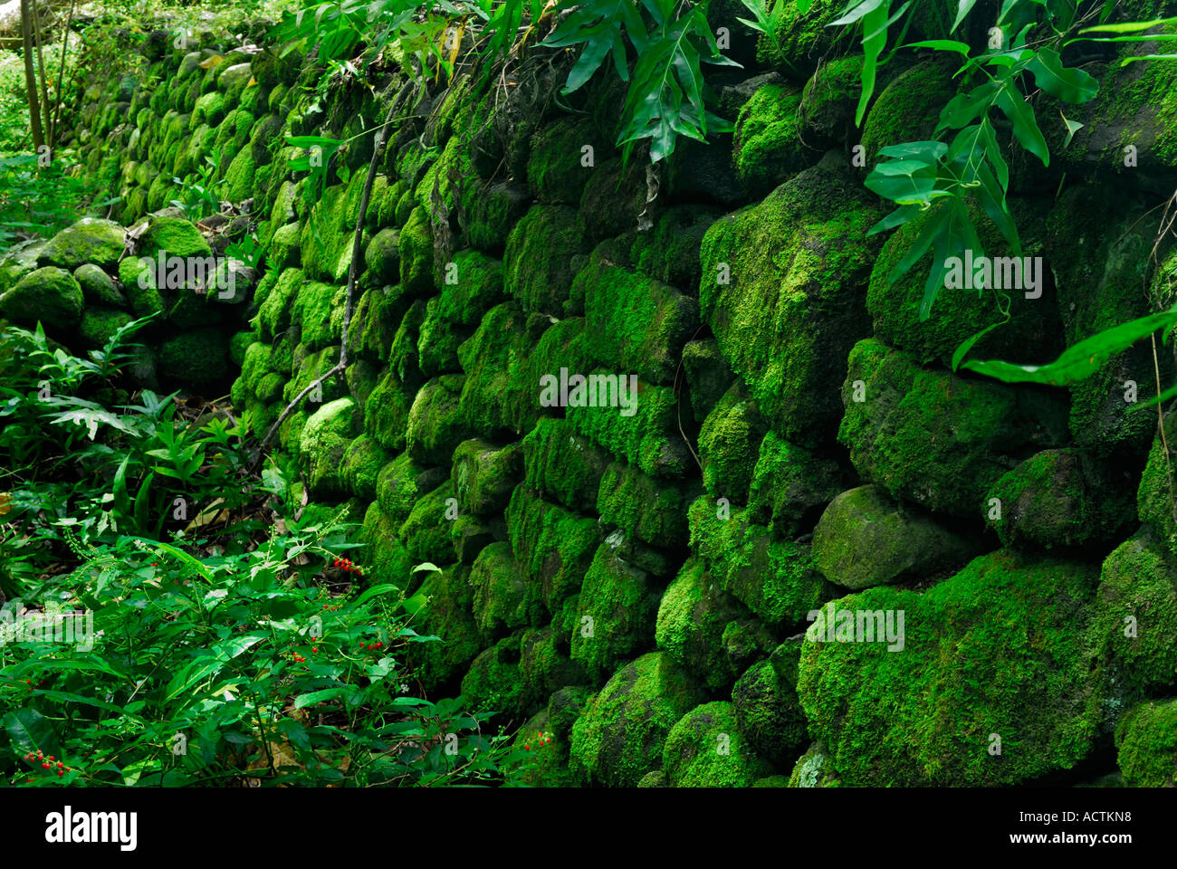 Coperte di muschio rocce alle rovine del tempio di Iliiliopae Heiau Molokai Hawaii Foto Stock