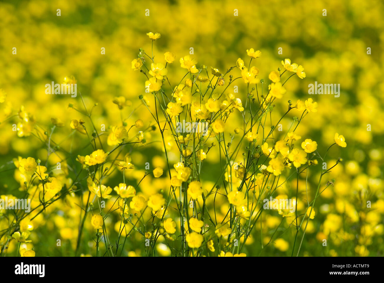 Un campo di celandine in primavera. Devon, Regno Unito Foto Stock