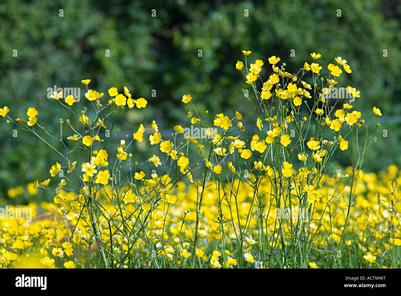 Un campo di celandine in primavera. Devon, Regno Unito Foto Stock