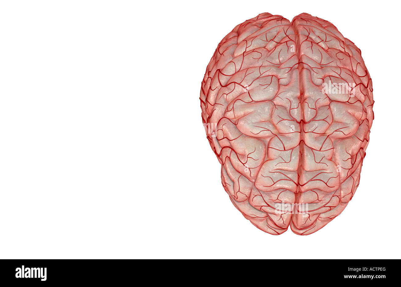 Le arterie del cervello Foto Stock