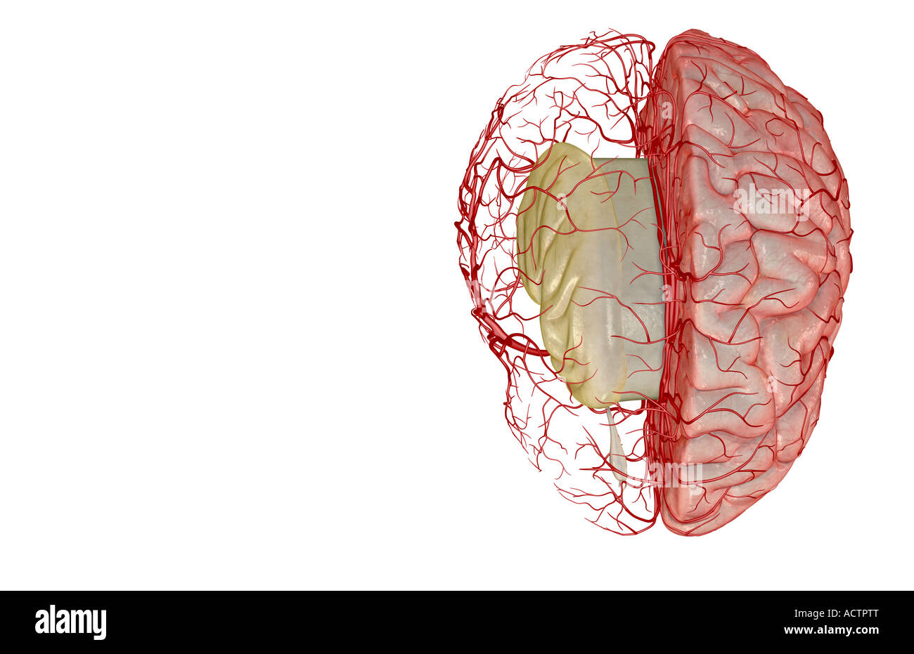 Le arterie del cervello Foto Stock