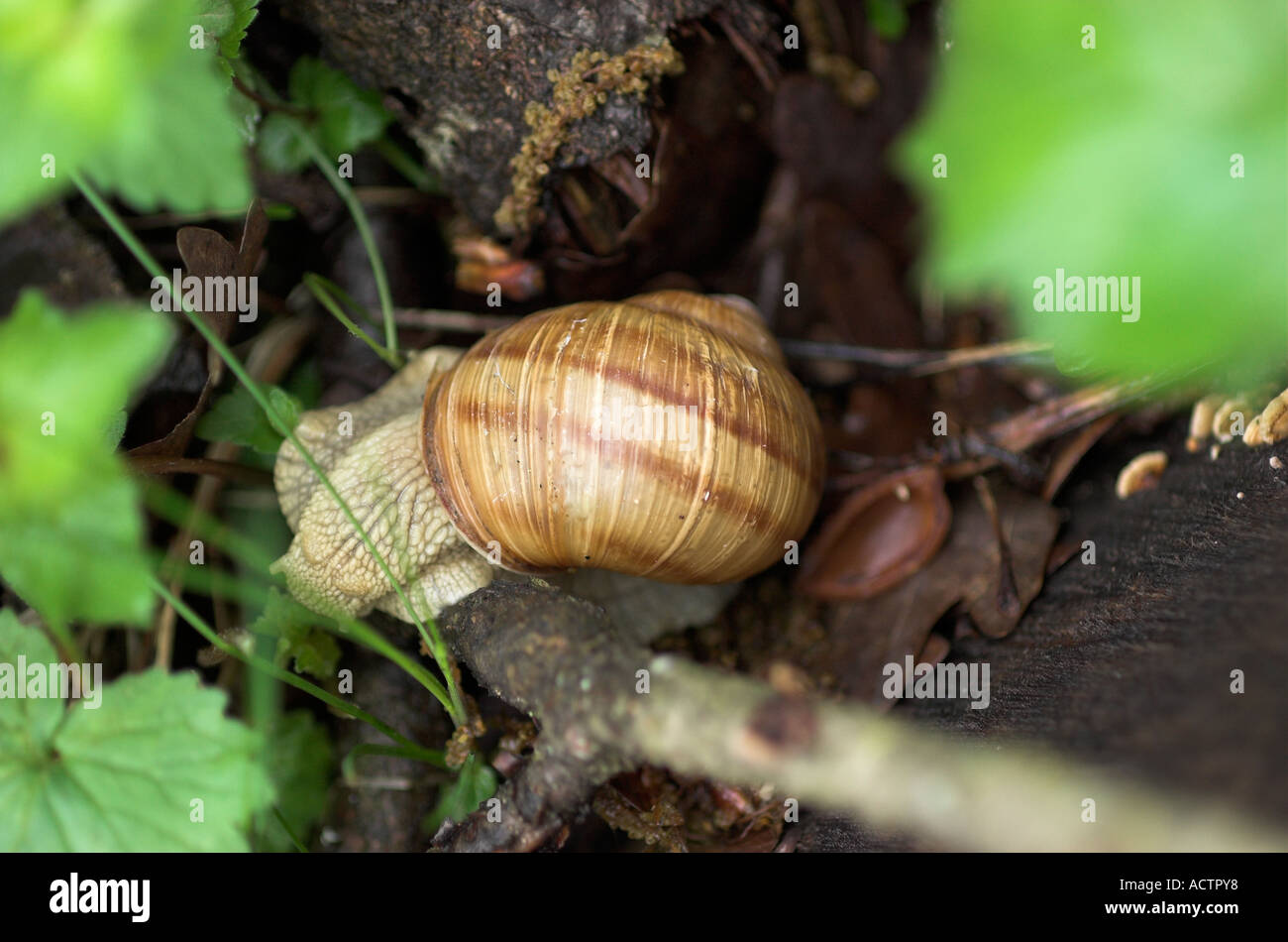 Snail strisciando sul terreno Foto Stock