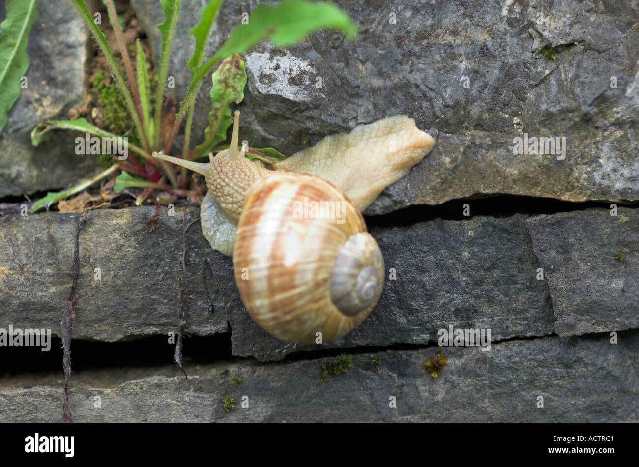 Snail strisciando sulla parete di pietra Foto Stock