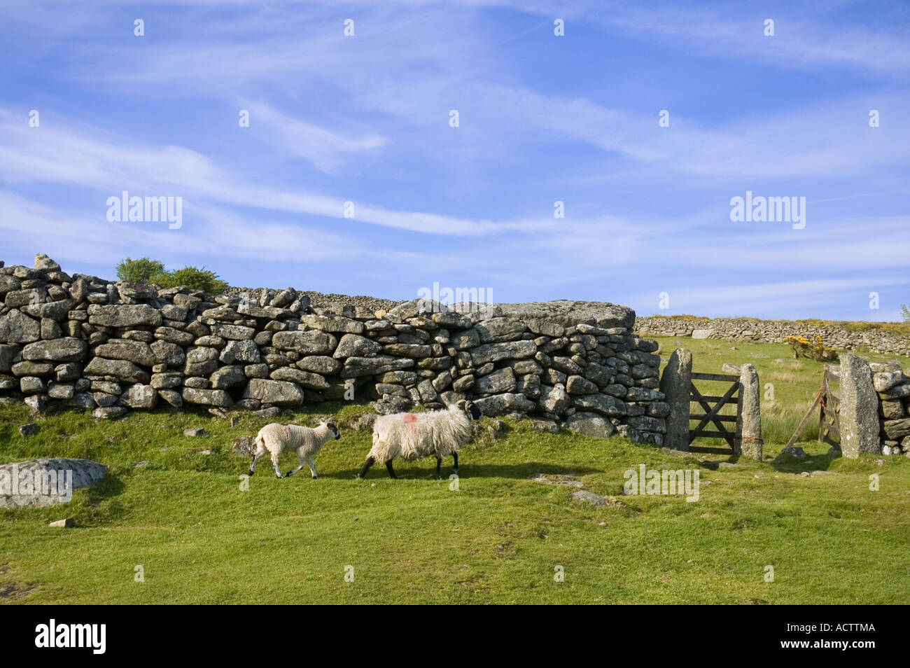 Pecore e secco muro di pietra nel Parco Nazionale di Dartmoor, Devon, Regno Unito. Foto Stock