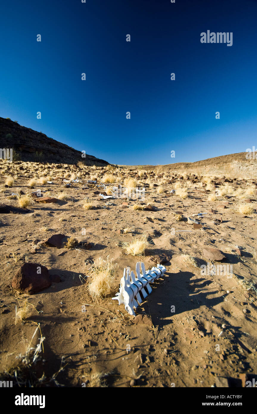 Zebra ossa nel Fish River Canyon in Namibia Foto Stock