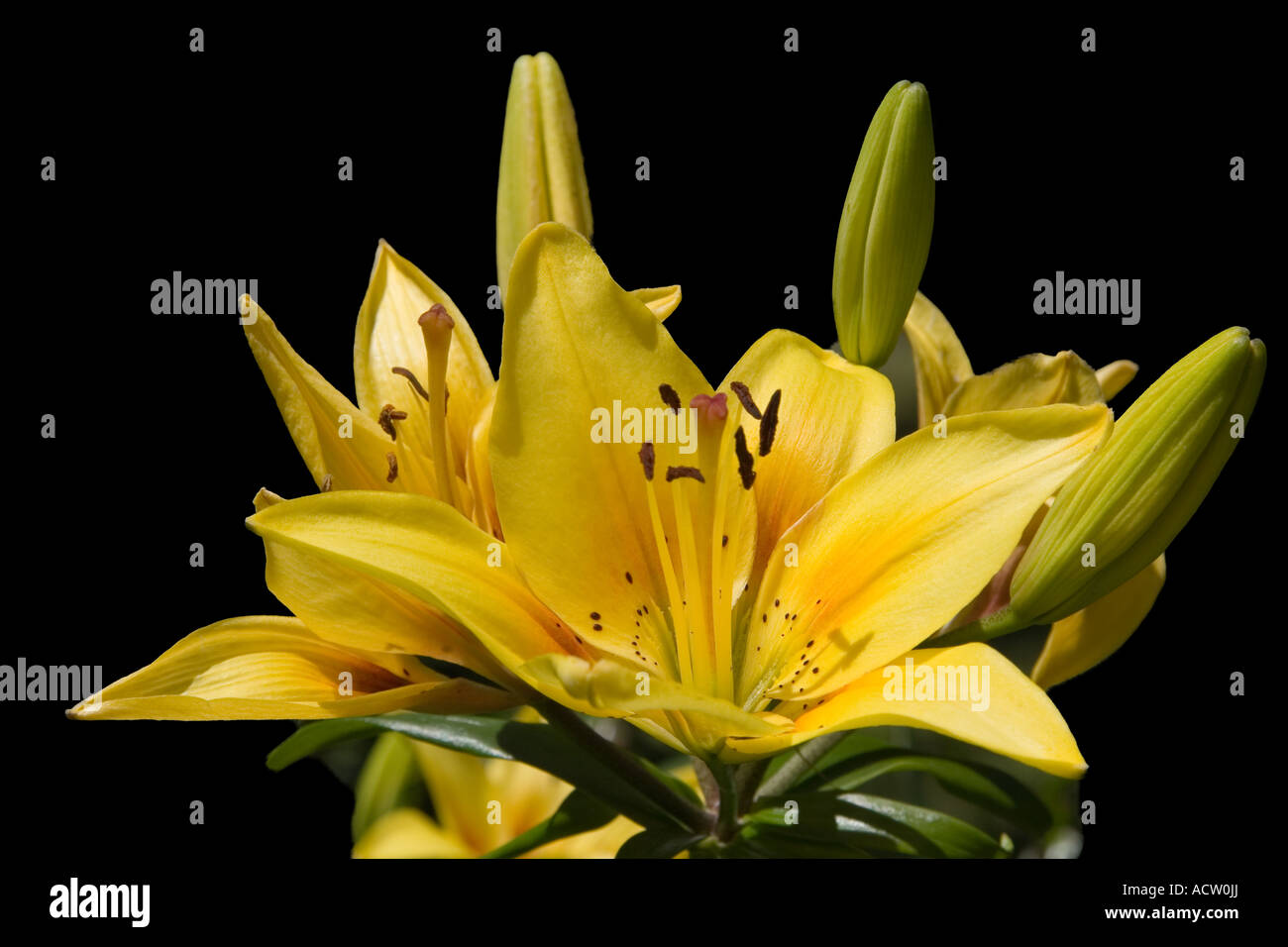 Giallo Lilly contro sfondo nero Foto Stock