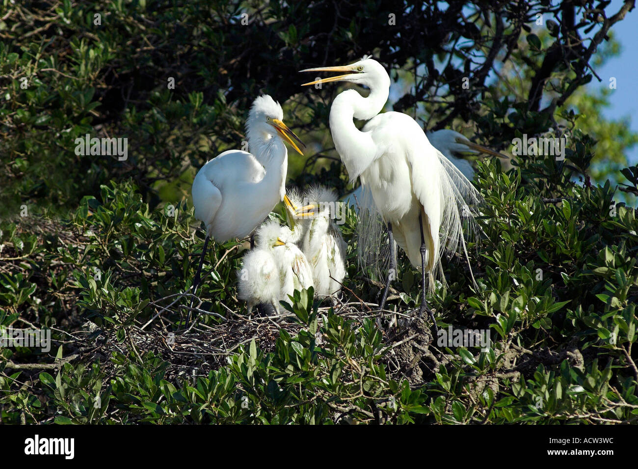 Grande airone bianco nidificazione di attività presso la fattoria di alligatore rookery a St Augustine, Florida USA Foto Stock