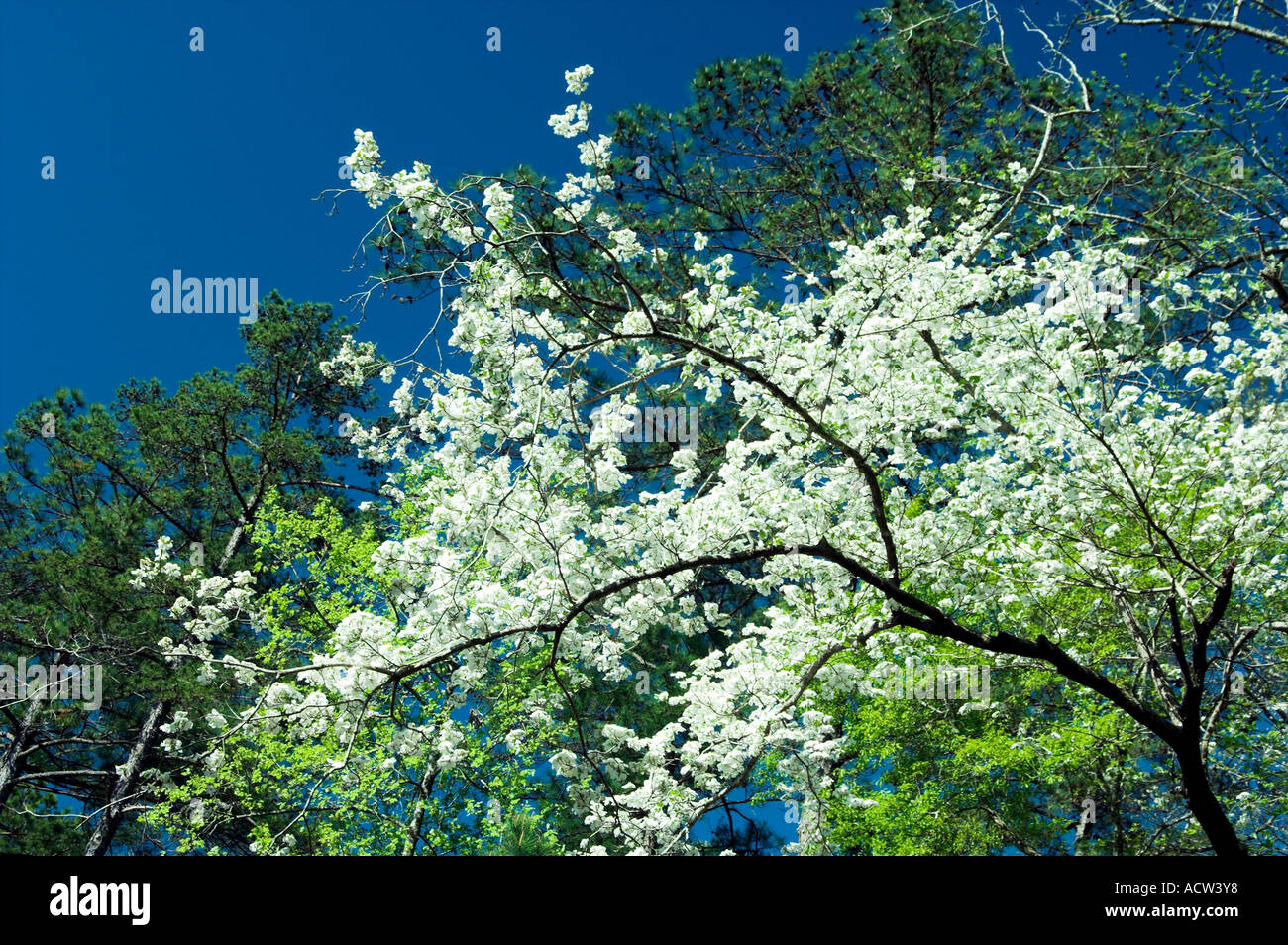 Blosssoms bianco su un albero in primavera presso la Callaway Gardens in Georgia negli Stati Uniti Foto Stock