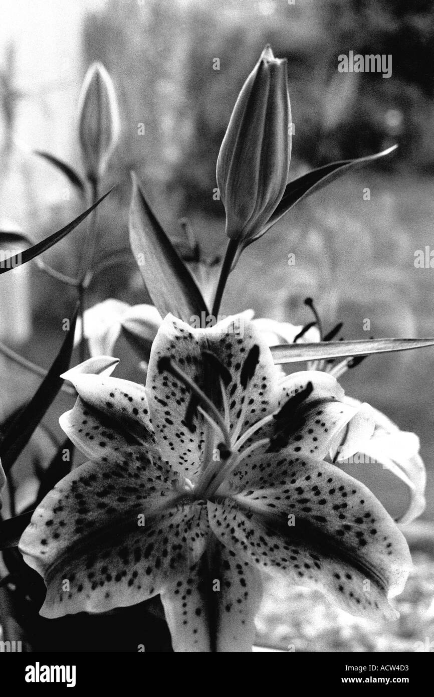 Orchidee in bianco e nero Foto Stock