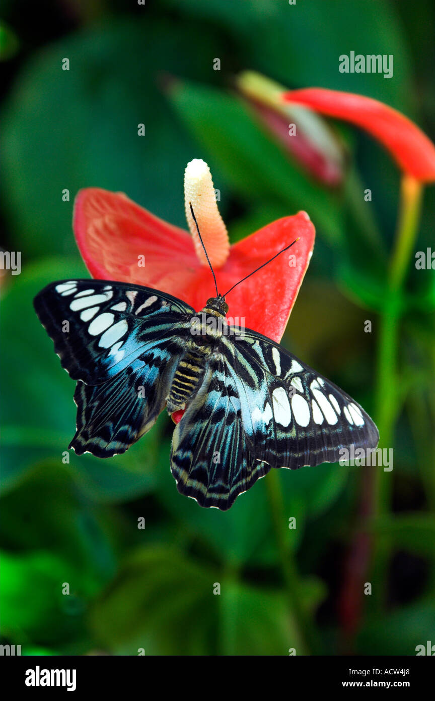 Il malese Blue Butterfly Clipper e Anthurium rosso dei fiori sotto la Callaway Gardens in Georgia negli Stati Uniti Foto Stock