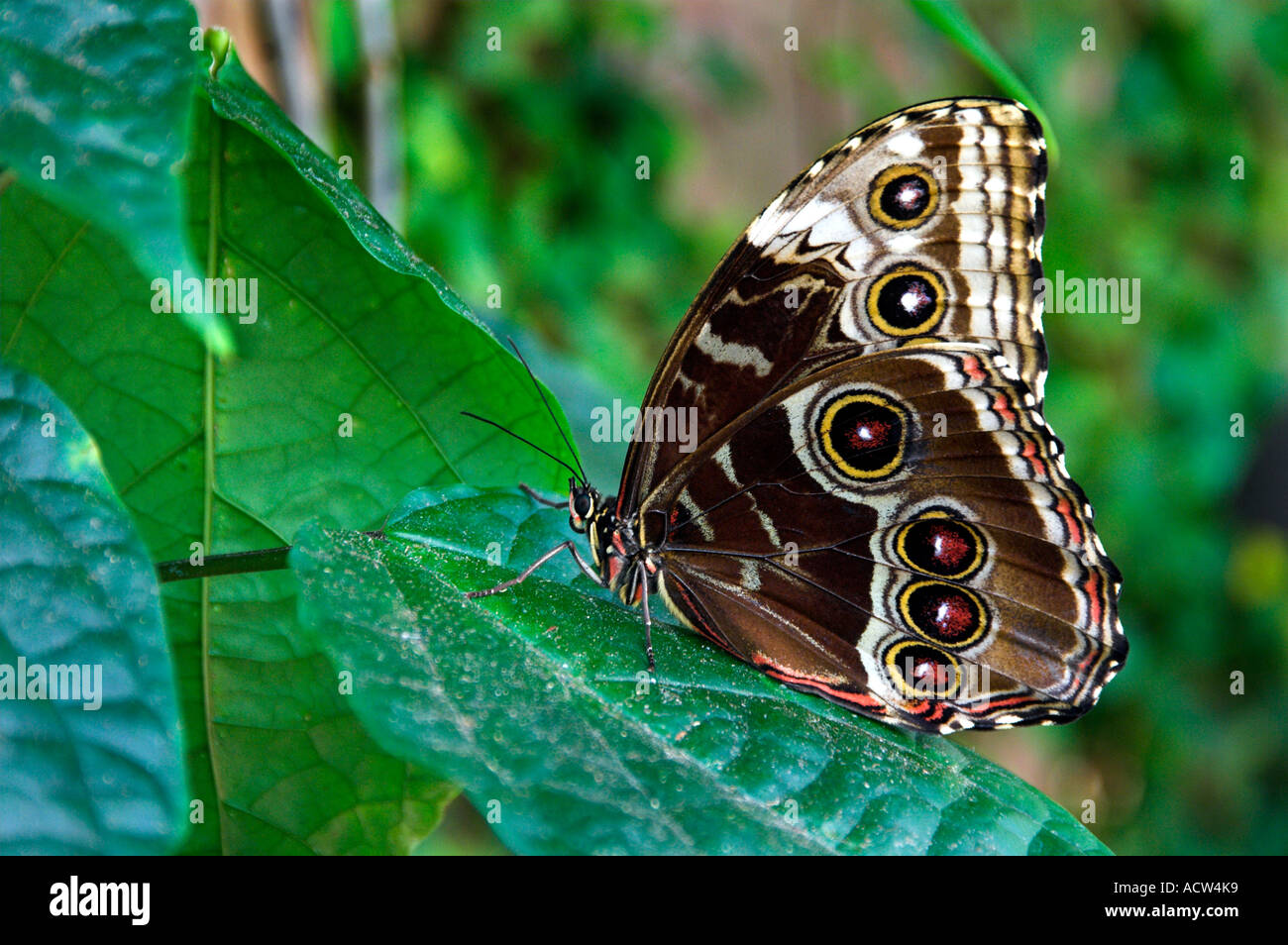 La farfalla Civetta presso la Callaway Gardens in Georgia negli Stati Uniti Foto Stock