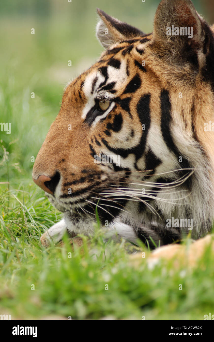 Tigre di Sumatra Foto Stock