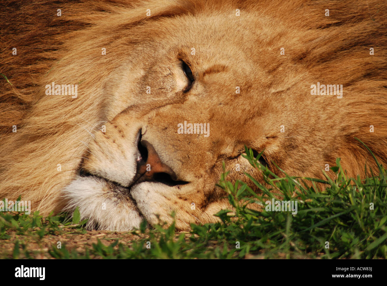 Chiudere fino a sleeping lion maschio Foto Stock