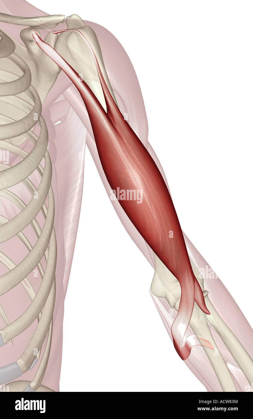 Biceps-brachii Foto Stock