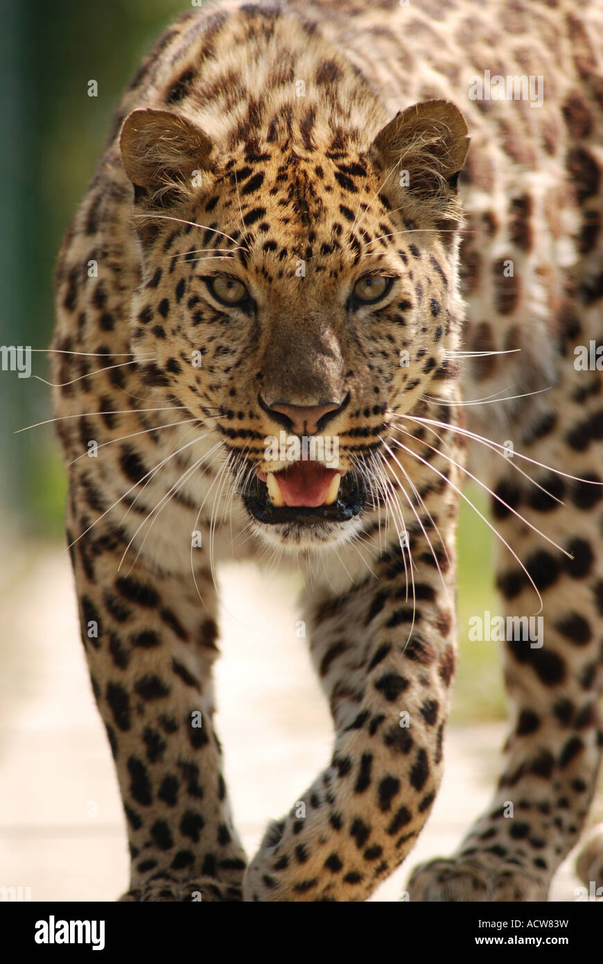 Amur Leopard proveniente a ya ! Foto Stock